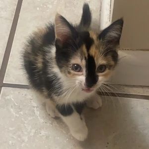 Meet your Posher, Patrick